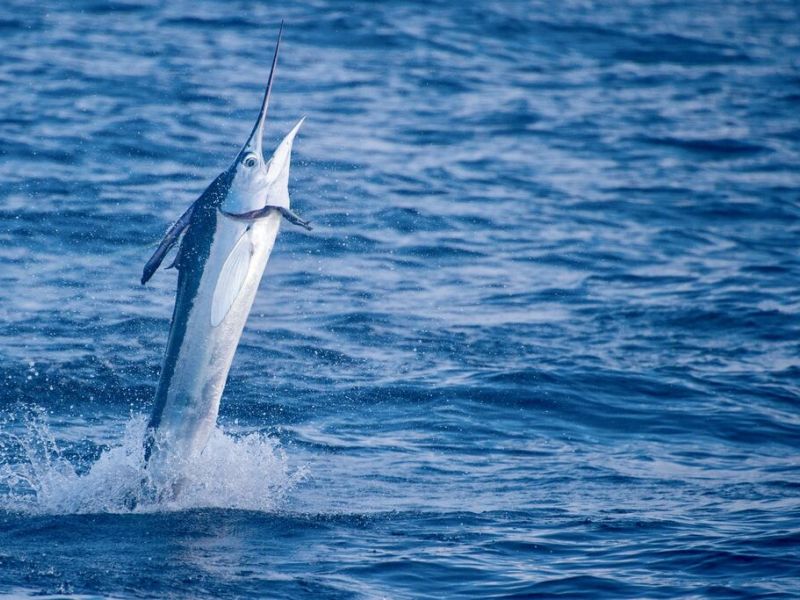Pêche du Marlin Blanc au Maroc,